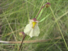 Utricularia hispida