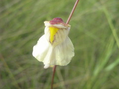 Utricularia hispida