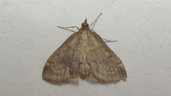 Anania fuscalis