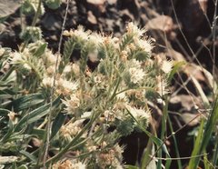 Phacelia imbricata