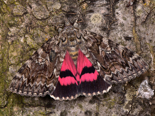 Representative image of Catocala dilecta