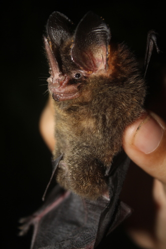 Keenan's Hairy-nosed Bat