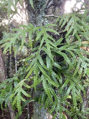 Lecanopteris pustulata, photograph Michael Berardozzi, CC BY, iNaturalist via GBIF