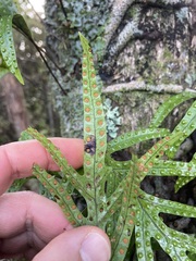 Lecanopteris pustulata, photograph Michael Berardozzi, CC BY, iNaturalist via GBIF