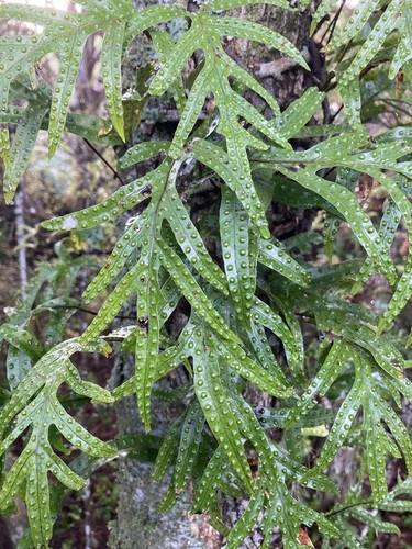 Lecanopteris pustulata, photograph 3