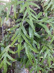 Lecanopteris pustulata, photograph Michael Berardozzi, CC BY, iNaturalist via GBIF