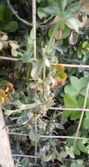 Dicliptera peduncularis