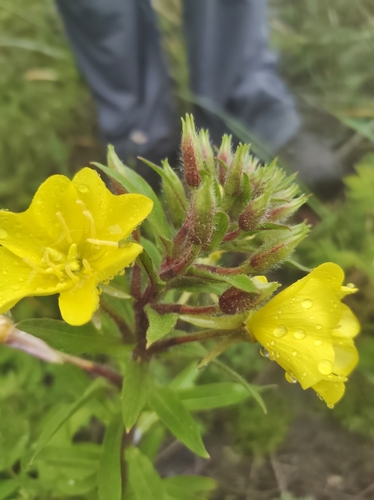 Evening primrose (Oenothera parviflora)