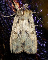 Lithophane disposita