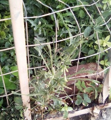 Dicliptera peduncularis