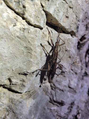 Malacomorpha sanchezi