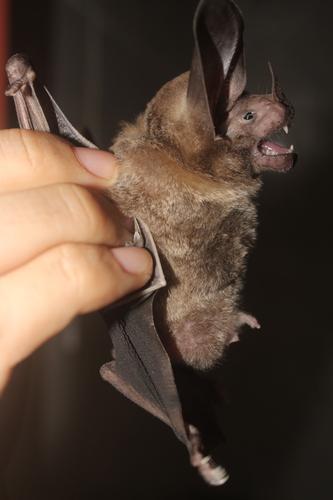White-throated Round-eared Bat