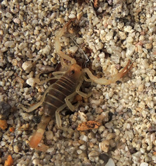 Hadrurus concolorous