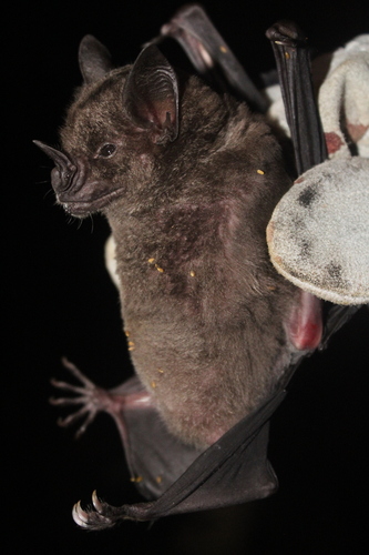 Greater Spear-nosed Bat