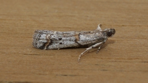 Representative image of Acrobasis centunculella