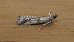 Acrobasis centunculella