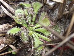 Drosera hirtella