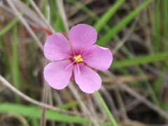 Drosera hirtella