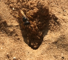 Philanthus triangulum