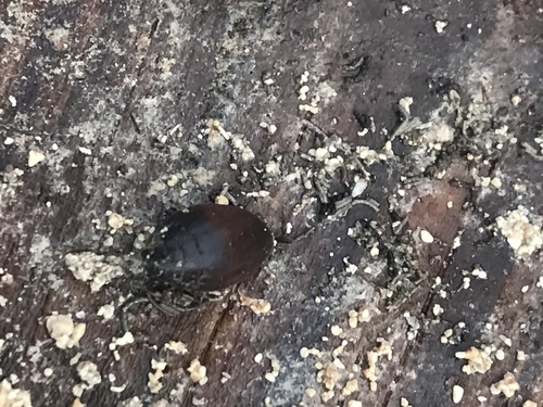 Egg Melampus