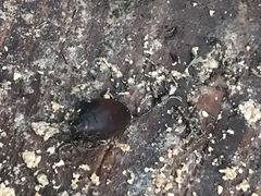 Egg melampus
