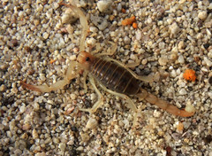 Hadrurus concolorous