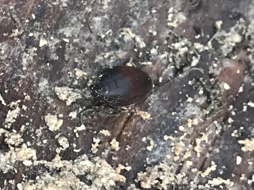 Tralia ovula