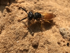 Philanthus triangulum