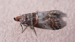Acrobasis suavella