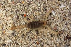 Hadrurus concolorous