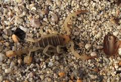 Hadrurus concolorous