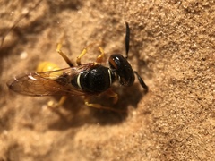 Philanthus triangulum