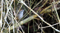 Pheugopedius maculipectus
