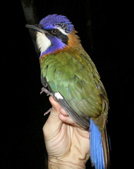 Atelornis pittoides