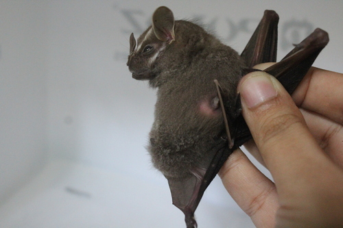 Salvin's Big-eyed Bat