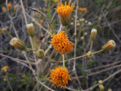 Bebbia atriplicifolia