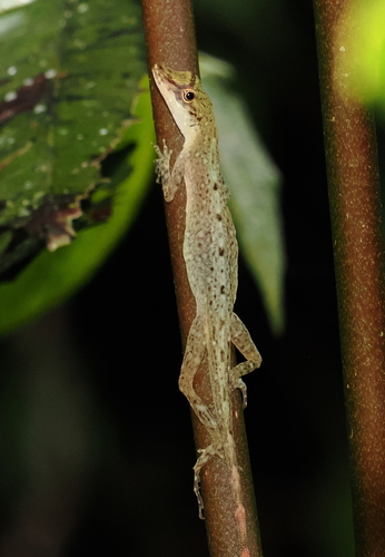 Blotchbelly Anole, Anolis maculiventris