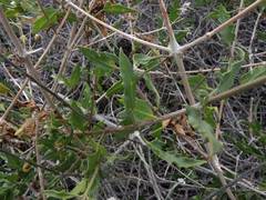 Bebbia atriplicifolia