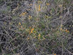 Bebbia atriplicifolia