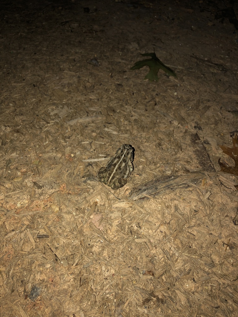 Fowler's Toad from Anniston Pl, Indian Trail, NC, US on June 30, 2023