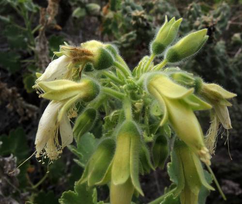 Baja California rocknettle