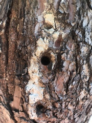 Insecta