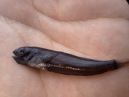 Large-banded blenny (Ophioblennius steindachneri) — Blenniidae