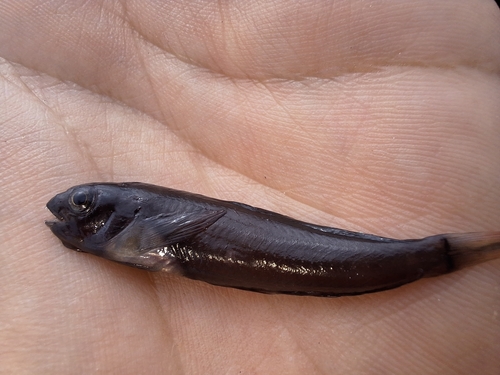 Photo of Panamic fanged blenny (Ophioblennius steindachneri)