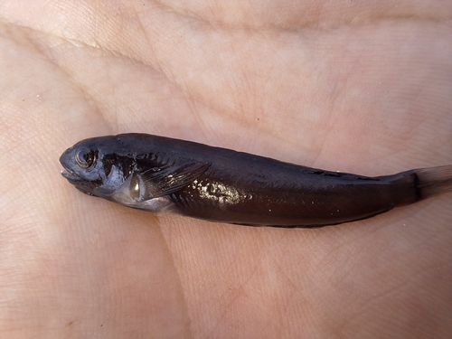 Photo of Panamic fanged blenny (Ophioblennius steindachneri)