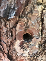 Insecta