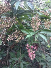 Ardisia compressa