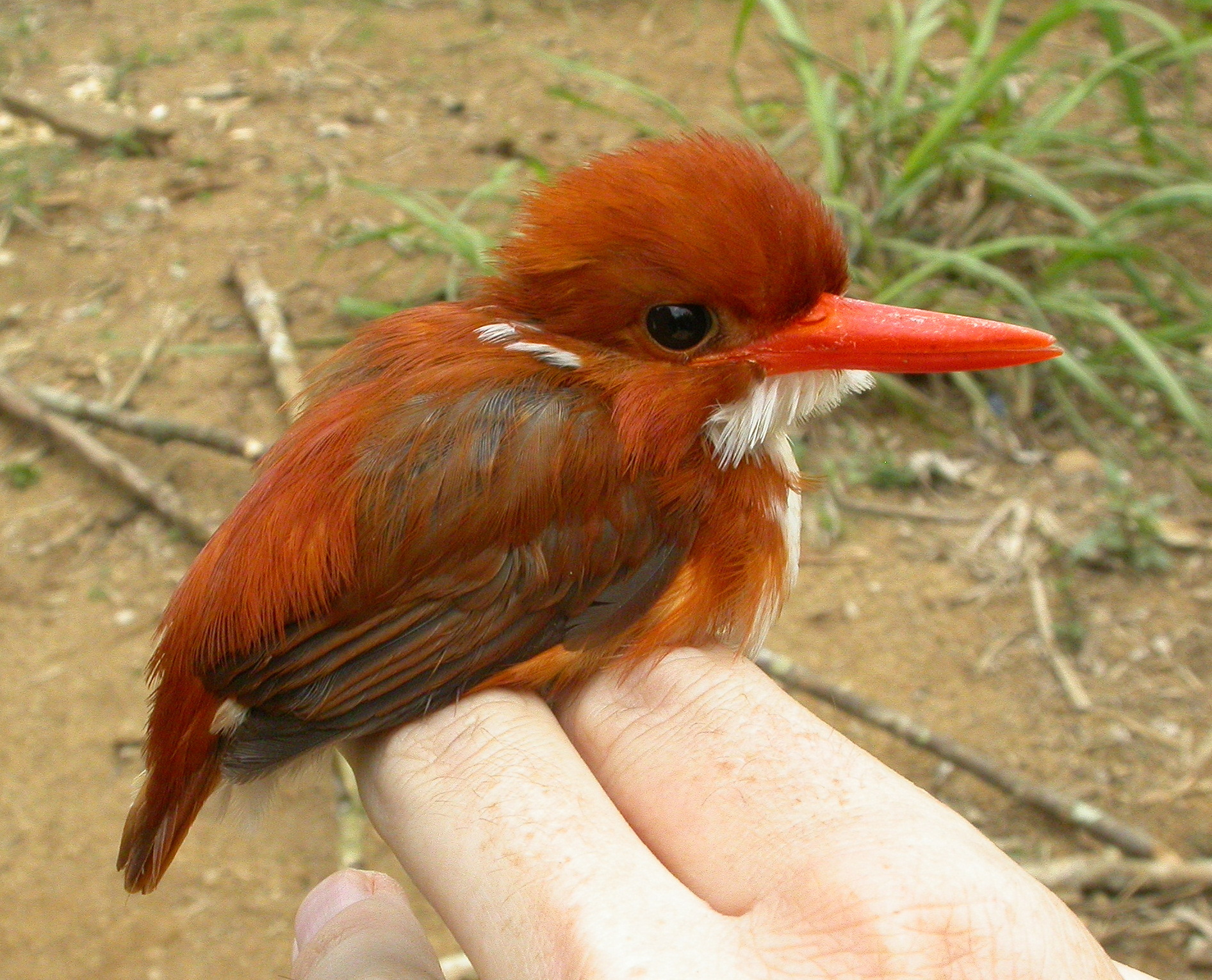 Madagascar Pygmy Kingfisher illustration