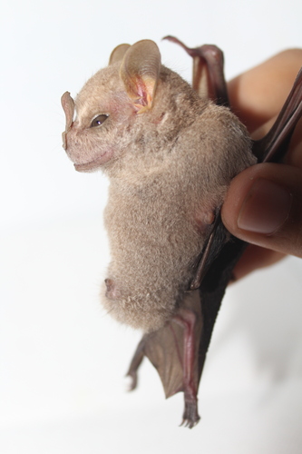 Hairy Big-eyed Bat