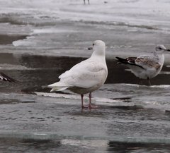Larus hyperboreus
